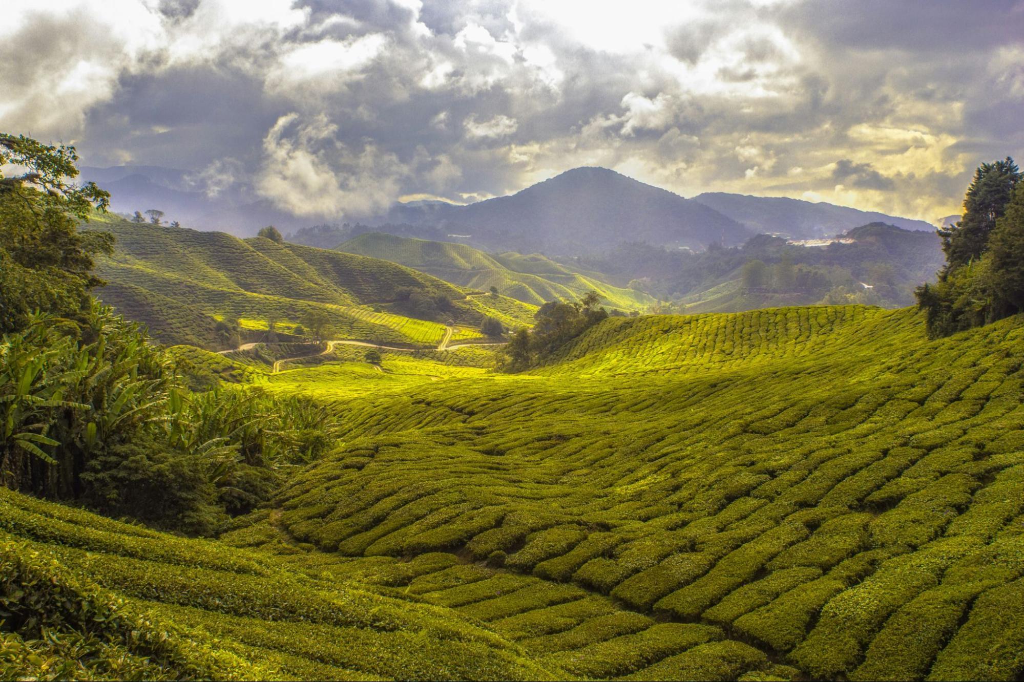 Lush green tea plantations in the Cameron Highlands, Malaysia