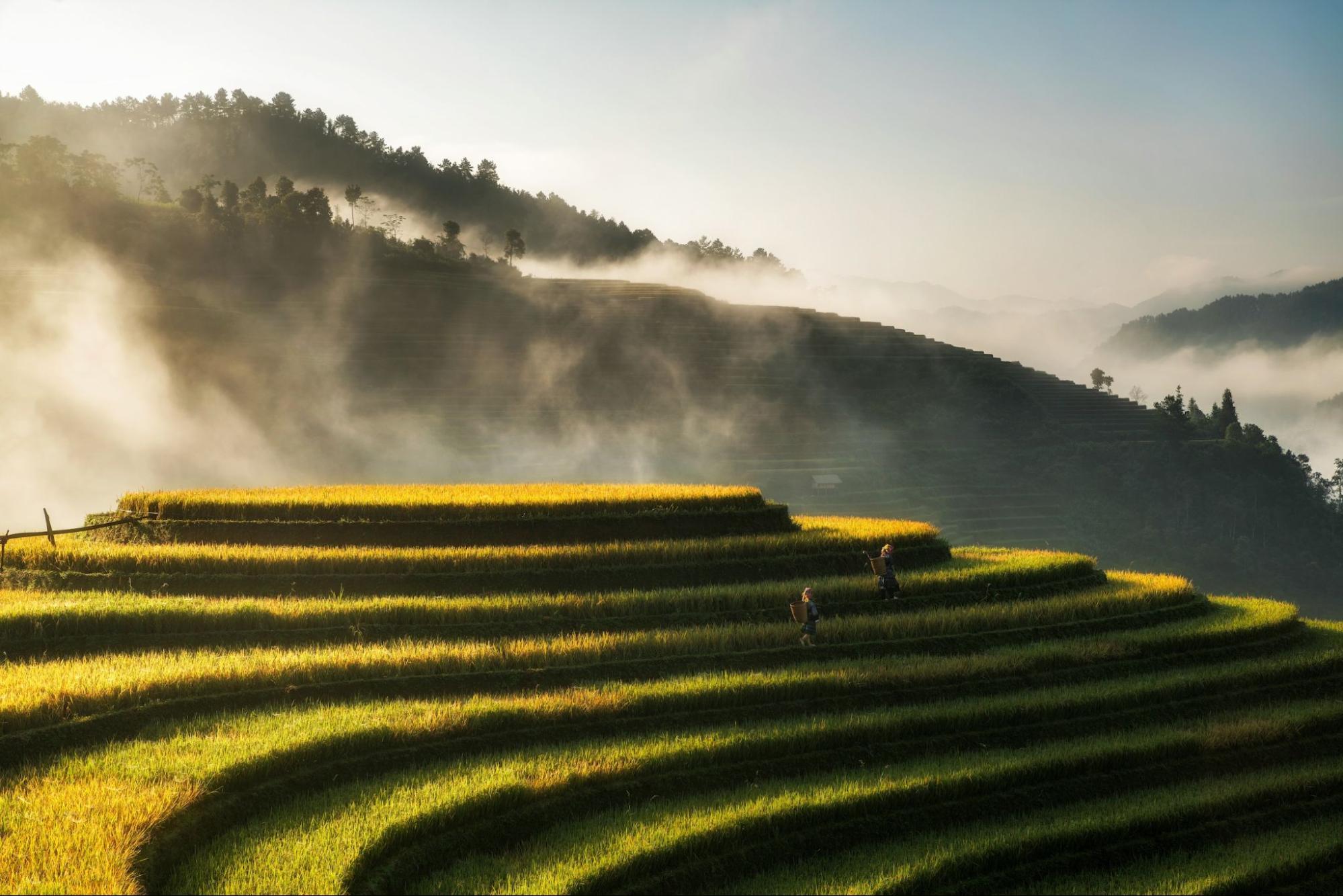 Terraced rice fields in the mountains of northern Vietnam